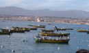 pelicans hanging out on the fishing boats