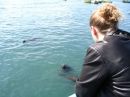 sea lions eating fish heads in Coquimbo