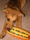 hotdogt